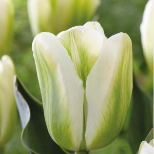 Túlípanar Grenn Spirit - grænir, 8 stk