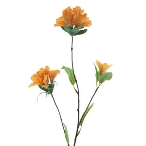 Klukkurós - Weigela