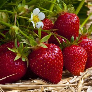 Fragaria Elvira jarðarberjaplanta