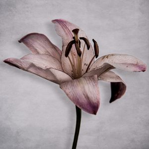 Kort - Fjólubláa liljan