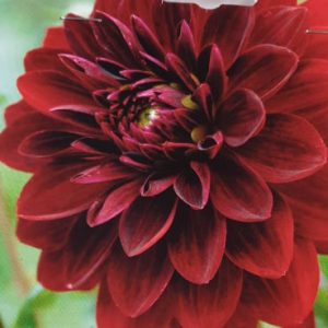 Dahlia - Arabian Night