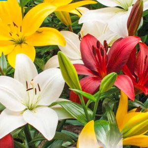 Liljur Asiatic, 5 stk - blandaðir litir