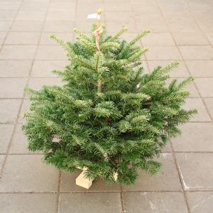 Jólatré Nordman á fæti