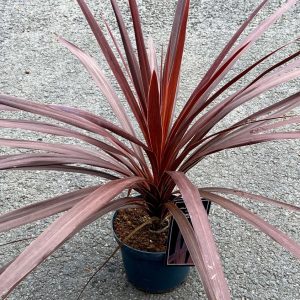 Cordyline