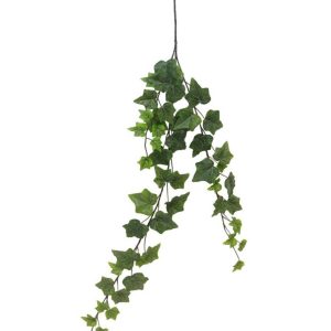 Ivy Chicago gervi bergflétta, frost