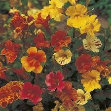 Mimulus - Extra Choice Mixed