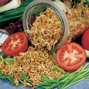 Grikkjasmára spírur