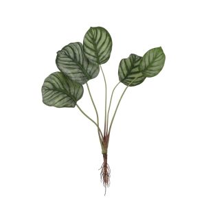 Calathea með rót - græn