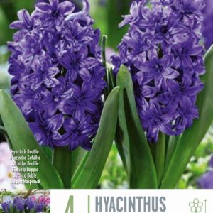 Hýasintulaukar Manhattan - fjólubláir, 4 stk