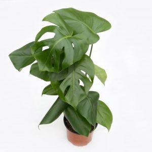 Monstera - Rifblaðka