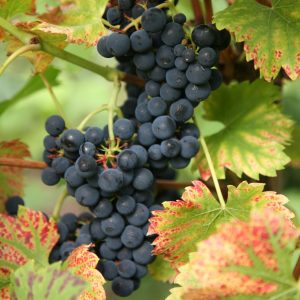 Vitis 'Regent'