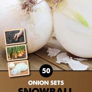 Laukur - Snowball, 100 stk