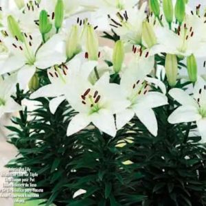 Lilium white, 3 stk