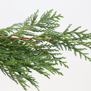 Sígrænt búnt - Cypress