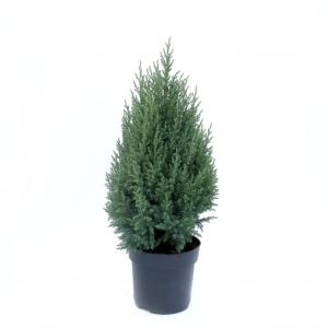 Kínaeinir ´Stricta´