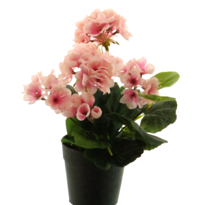 Pelargónía í potti bleik