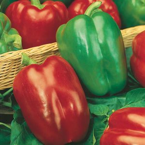 Paprika - California Wonder