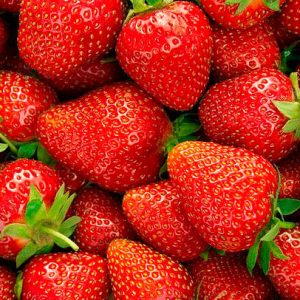 Fragaria Elsanta jarðarberjaplanta