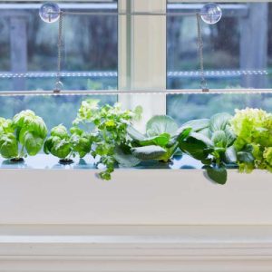 Harvy 6 vatnsræktunarkassi hvítur