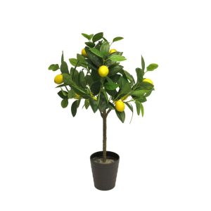 Sítrónutré í potti