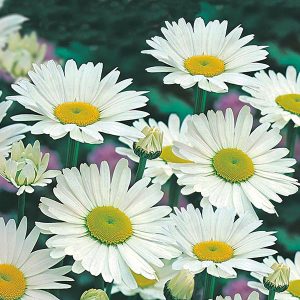 Shasta Daisy Alaska