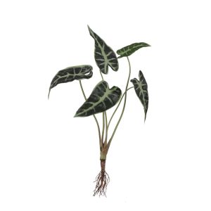 Alocasia með rót - græn