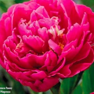 Paeonia Karl Rosenfield, 1 stk