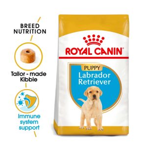 Labrador Retriever Puppy - 12kg
