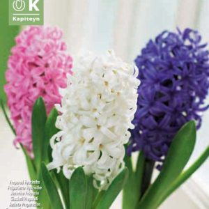 Hýasintur - þrír litir, 5 stk