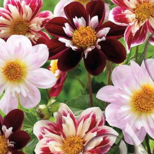 Dahlia - Collarette mixed, 5 stk