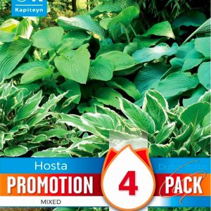 Hosta mixed, 4 stk