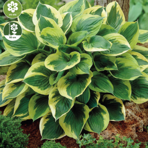 Hosta Twilight, 1 stk