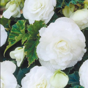 Begonia - Double White, 3 stk