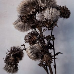 Kort - Brúna blómið