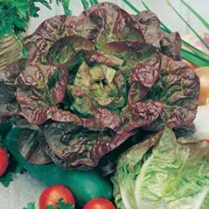 Höfuðsalat - Merveille des quatre saisons