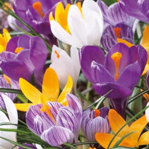 Krókus - blandaðir, 12 stk