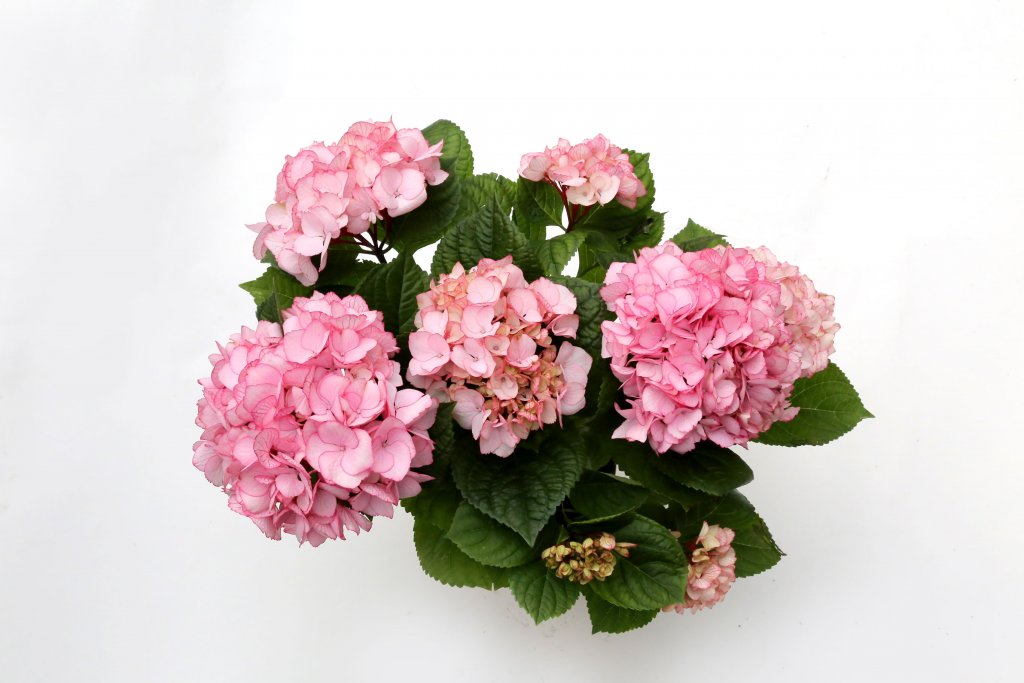 product_2928