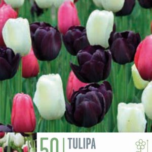 Túlípanar Single late mixed - blandaðir litir, 50 stk