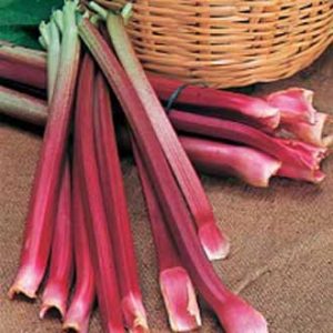 Rabarbari - Victoria