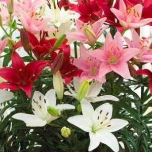 Liljur Pation Container, 4 stk