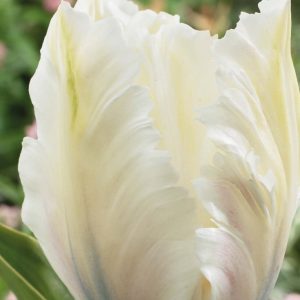 Túlípanar White Parrot - hvítir, 8 stk