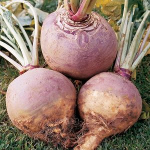 Gulrófur - Kálfafellsrófur, Sandvíkurrófur