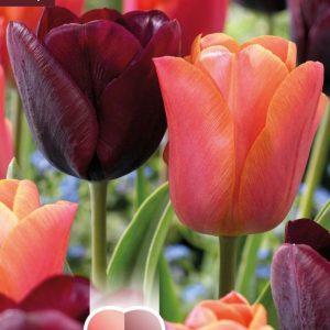 Túlípanar Lovely combination - appelsínugulir/vínrauðir, 15 stk