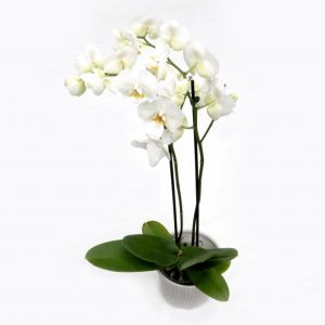 Orkidea tveggja stöngla - hvít