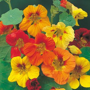 Skjaldflétta - Nasturtium Trailing