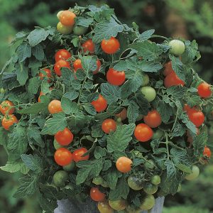 Tómatar - Garden Pearl