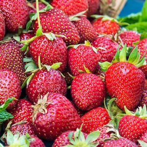 Fragaria Honeoye jarðarberjaplanta