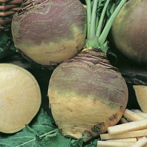 Gulrófa - Best of All