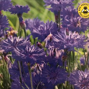 Cornflower Midget Blue