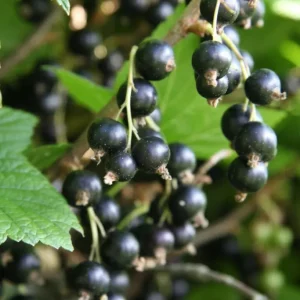 Ribes Nigrum ´Öjebyn´